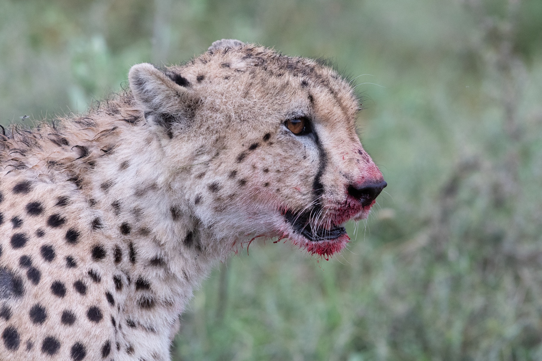 The bloodied face of a male cheetah after he hunted a young wildebeest