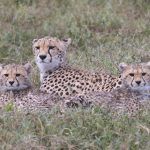 Cheetah families are always wonderful photography subjects and so hard to depart from on a safari!