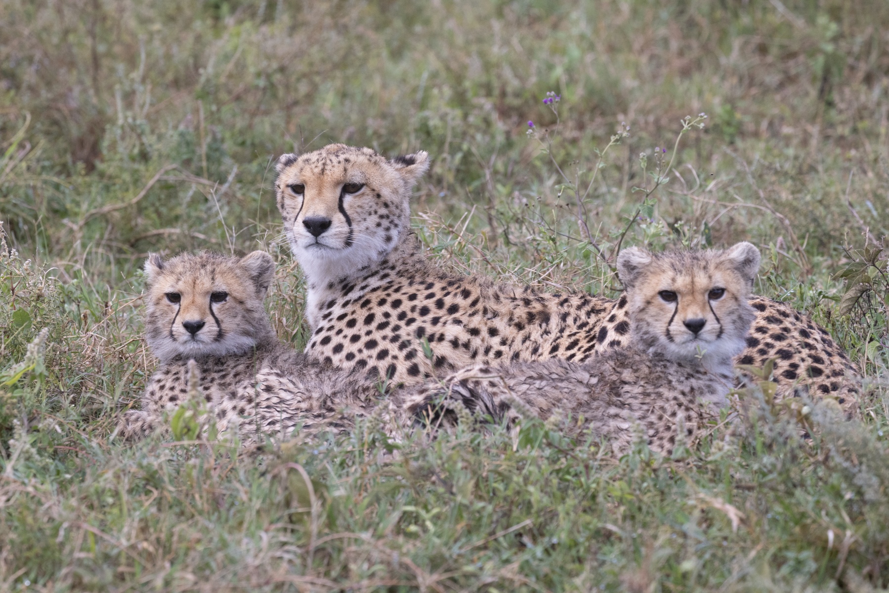 Cheetah families are always wonderful photography subjects and so hard to depart from on a safari!