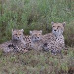 A beautiful Cheetah mother and her two cubs in Ndutu