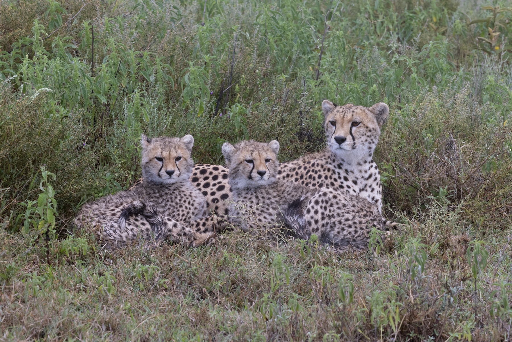 A beautiful Cheetah mother and her two cubs in Ndutu