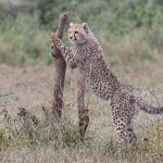 A gorgeous Cheetah cub using a broken tree as its scratching post in Ndutu