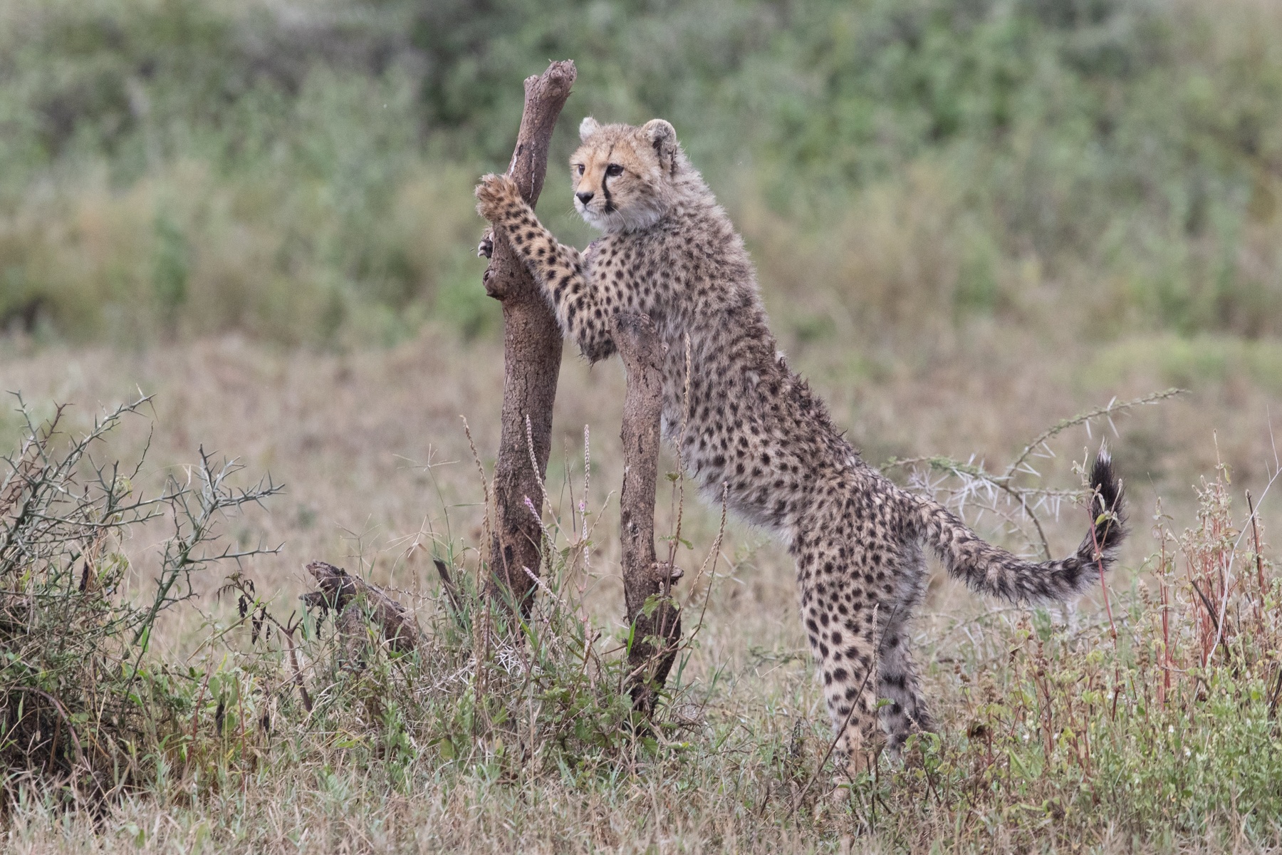 A gorgeous Cheetah cub using a broken tree as its scratching post in Ndutu
