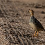 A Coqui Francolin calling on the side of the road near remote Moro Kopjes in the Serengeti