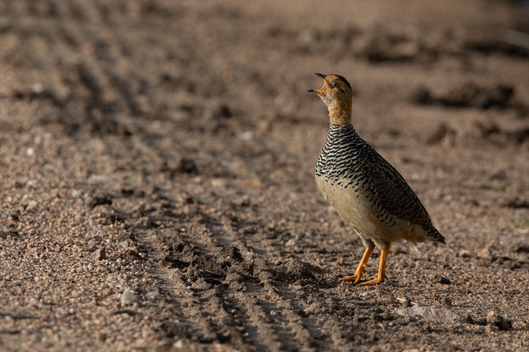 A Coqui Francolin calling on the side of the road near remote Moro Kopjes in the Serengeti