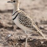 Portrait of a beautiful Double-banded Courser in the Serengeti