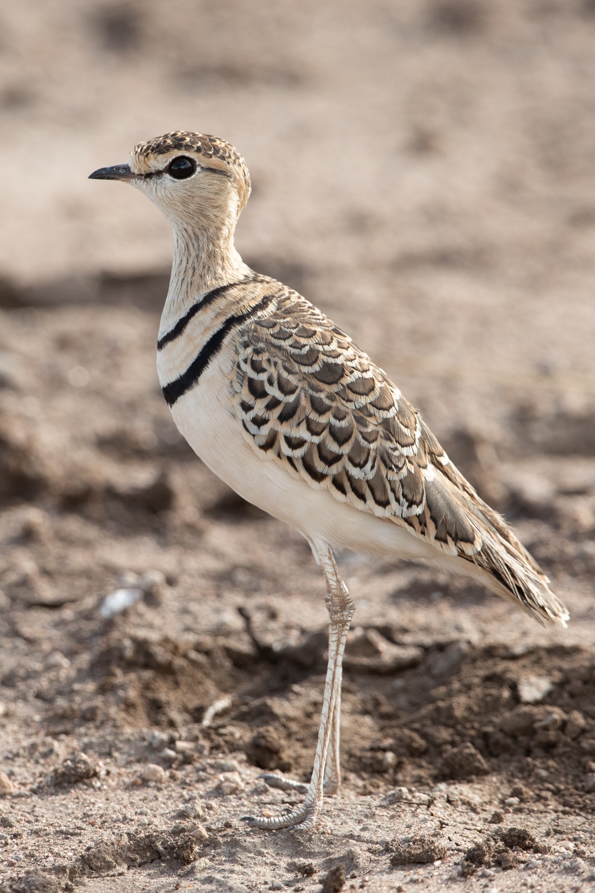 Portrait of a beautiful Double-banded Courser in the Serengeti