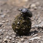 And yes, we even stop to photograph dung beetles rolling dung on our safaris!