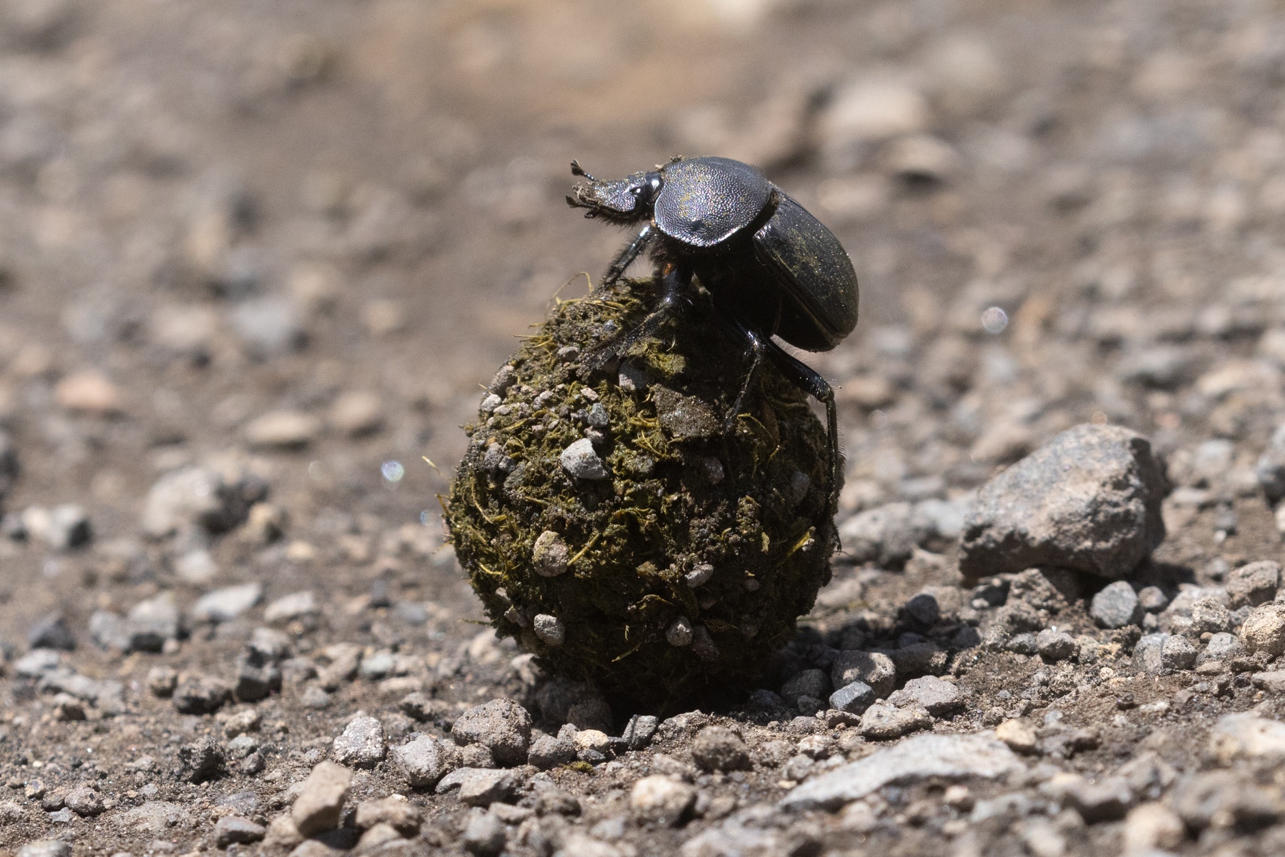 And yes, we even stop to photograph dung beetles rolling dung on our safaris!