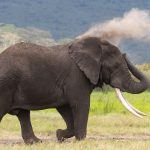 A large male elephant taking a dust bath in Ngorongoro