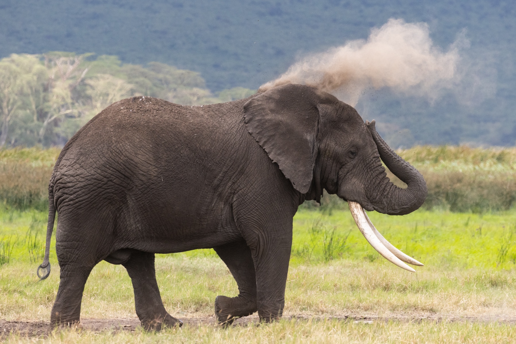 A large male elephant taking a dust bath in Ngorongoro