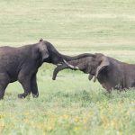 Male elephants fighting in Ngorongoro