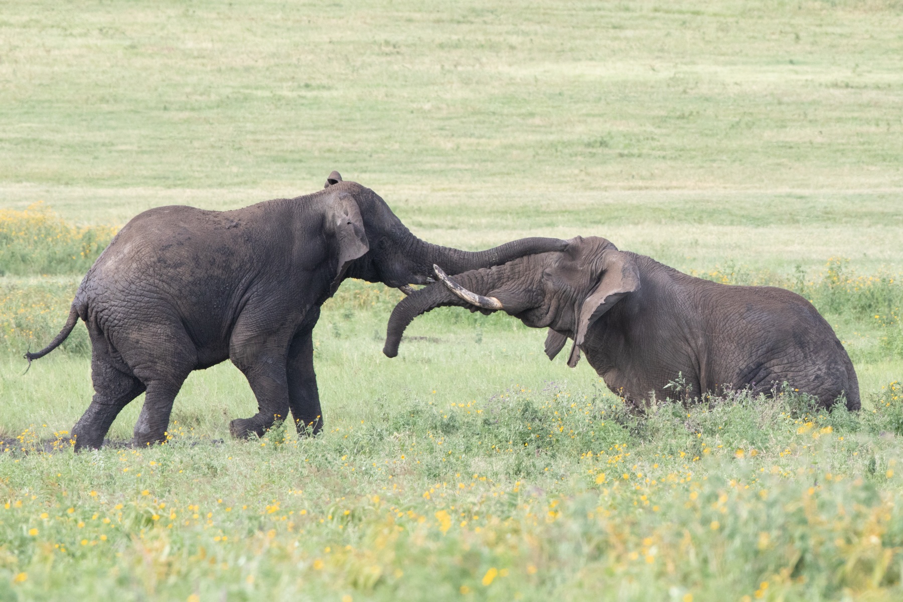 Male elephants fighting in Ngorongoro