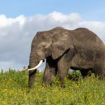 A wandering elephant enjoys the sunshine and grazing in a sea of wildlfowers at Ngorongoro