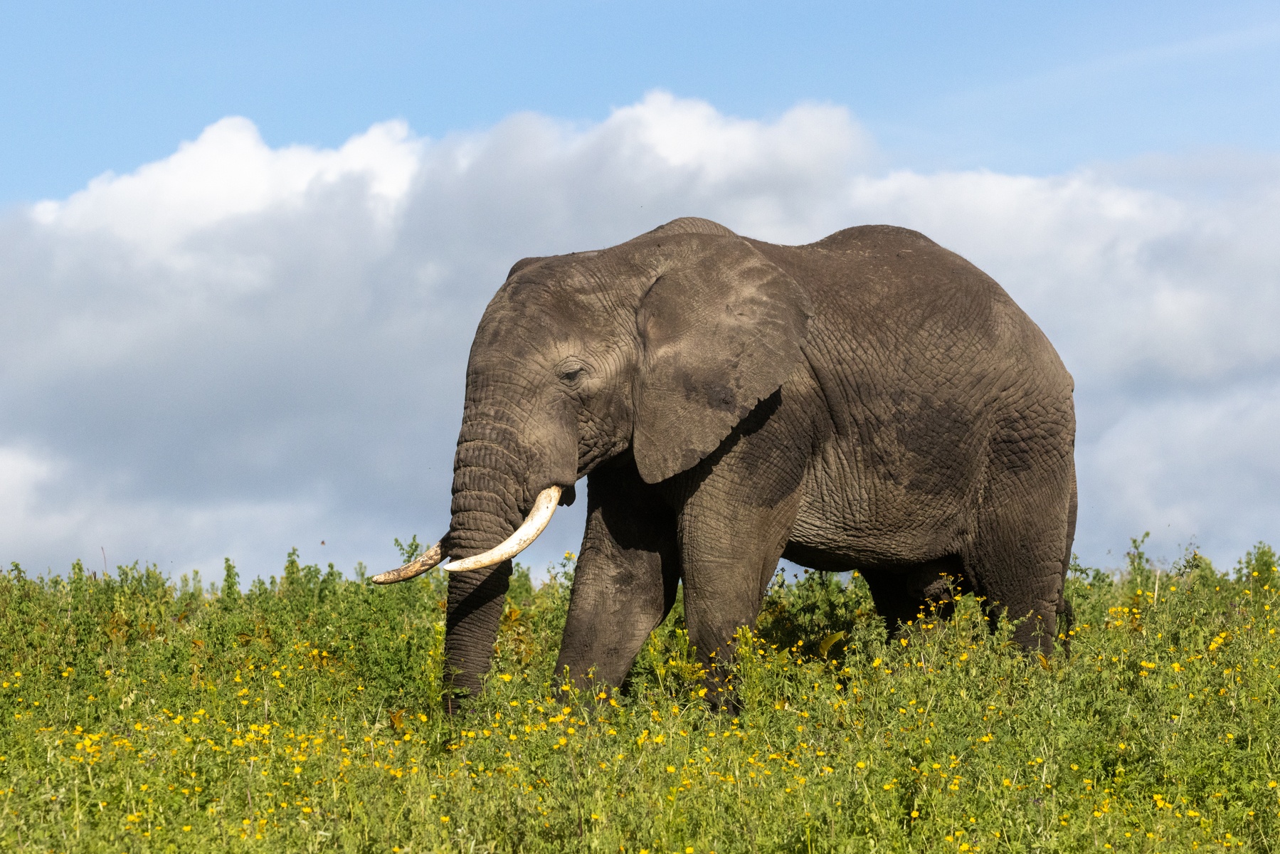 A wandering elephant enjoys the sunshine and grazing in a sea of wildlfowers at Ngorongoro