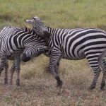 Zebras fighting in Ngorongoro