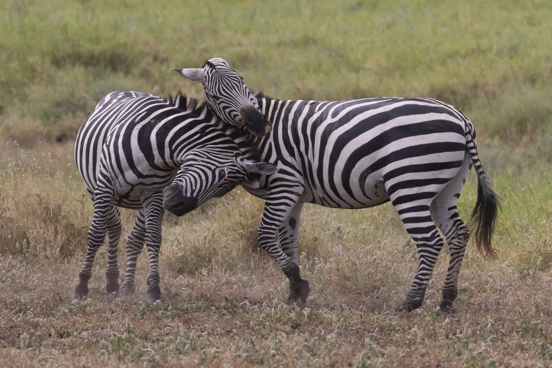 Zebras fighting in Ngorongoro