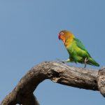 A Fischer's Lovebird runs along a dead branch in the Serengeti