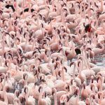 So many flamingos!