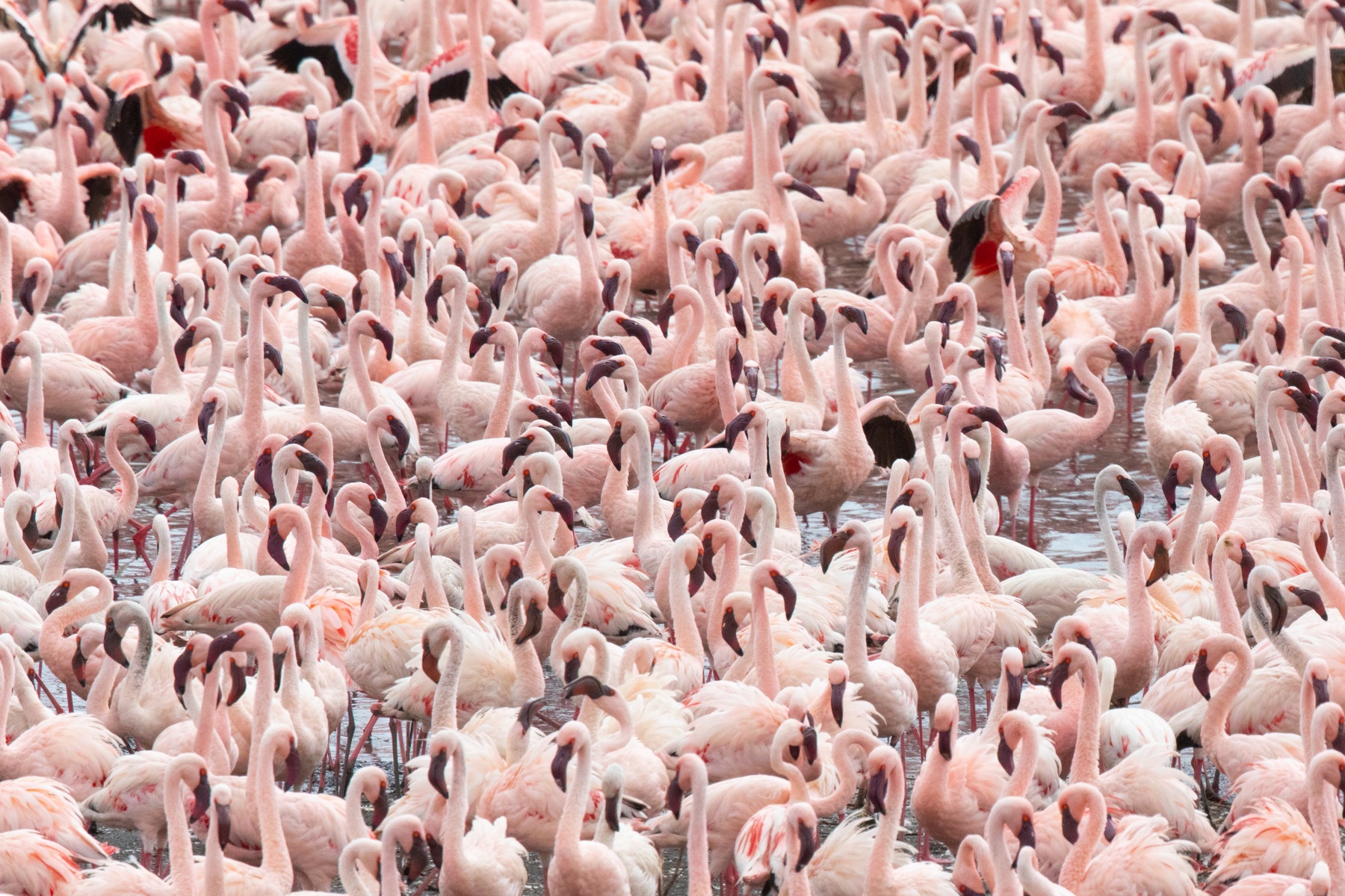 So many flamingos!