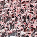 The huge flamingo flocks in Momella Lakes, Arusha National Park