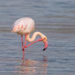 A flamingo takes a scratch in the lake at Ngorongoro