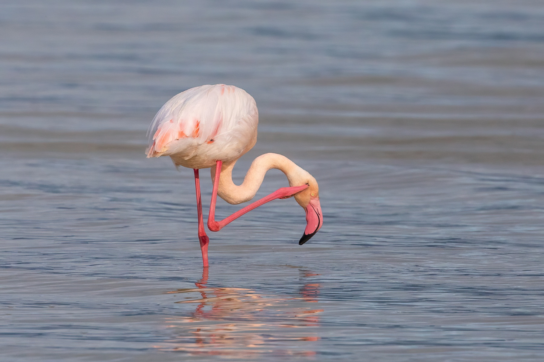 A flamingo takes a scratch in the lake at Ngorongoro