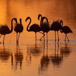 Stunning silhouetted flamingos at sunrise on Lake Ndutu