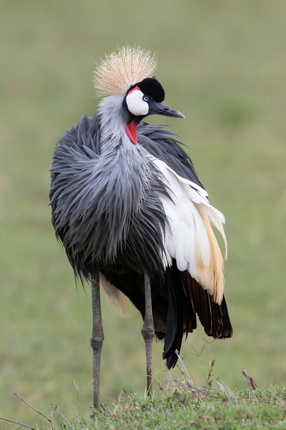 safari fotografico tanzania