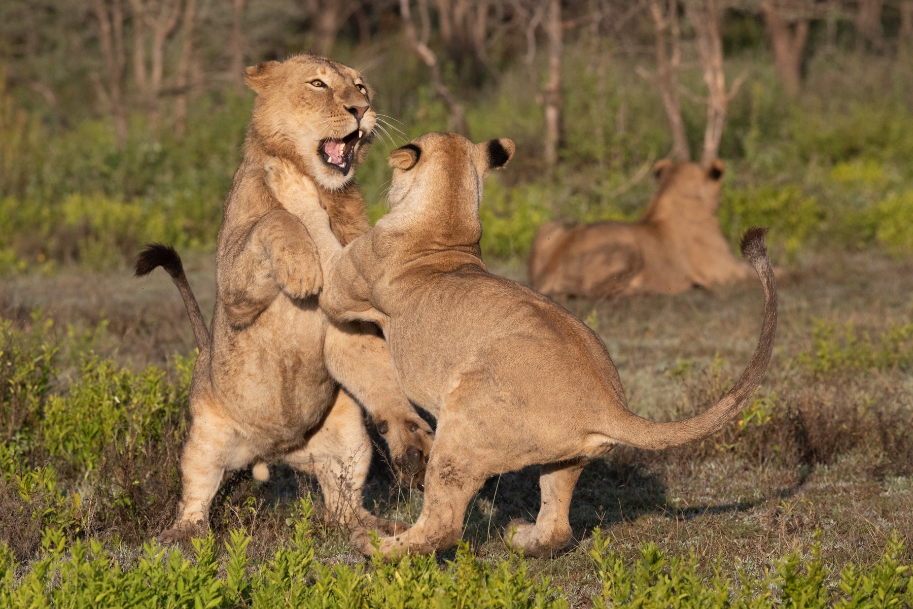 safari fotografico tanzania