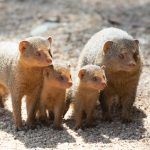 A family of Dwarf Mongoose in the Serengeti