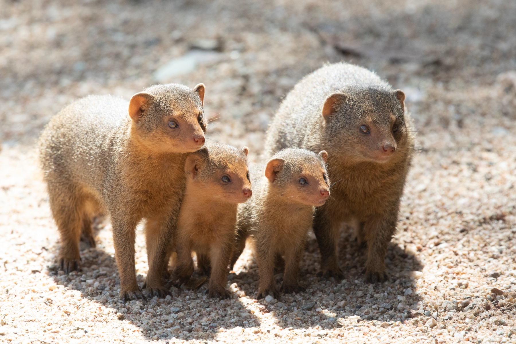 A family of Dwarf Mongoose in the Serengeti