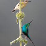 Courtship display of Malachite Sunbirds near the crater rim of Ngorongoro