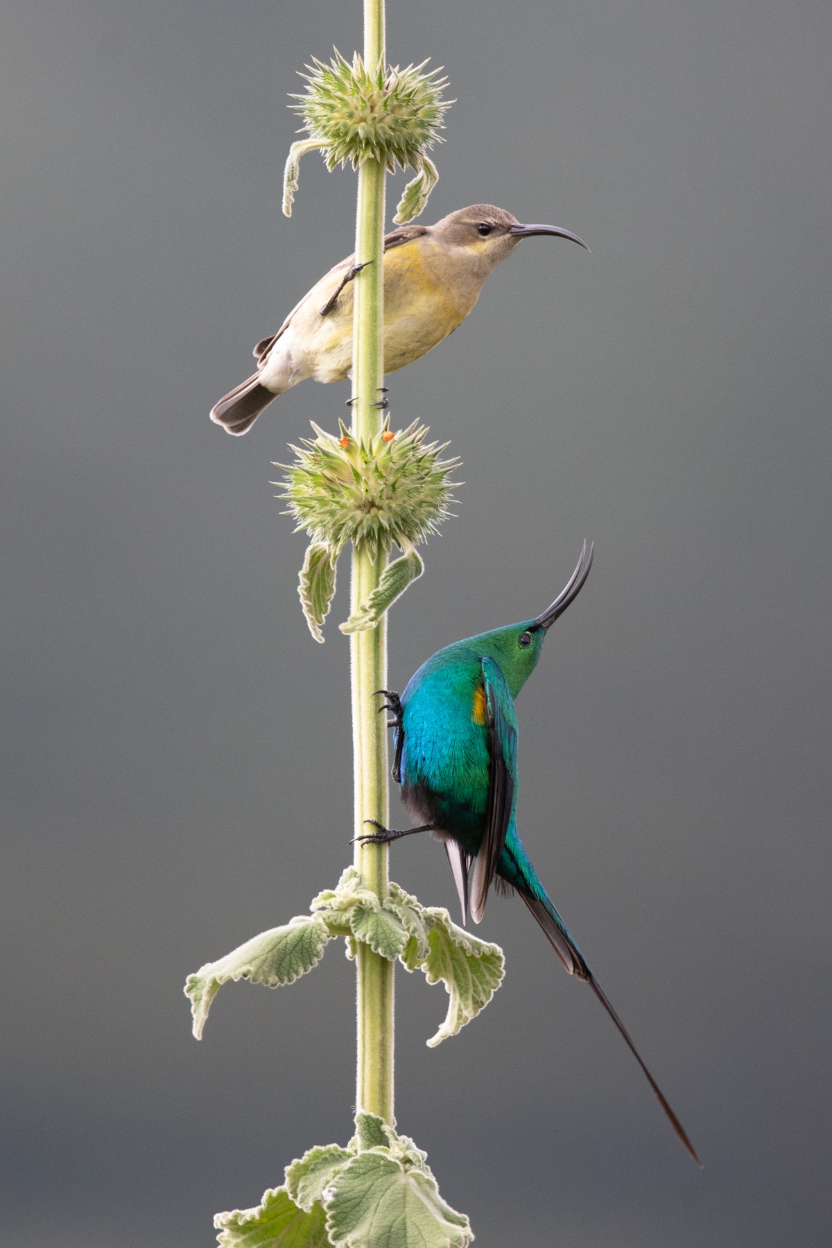 Courtship display of Malachite Sunbirds near the crater rim of Ngorongoro