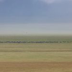 The vast plains of Ngorongoro Crater are home to so much wildlife. Here a grazing herd of African Buffalo form a line in front of a distant elephant