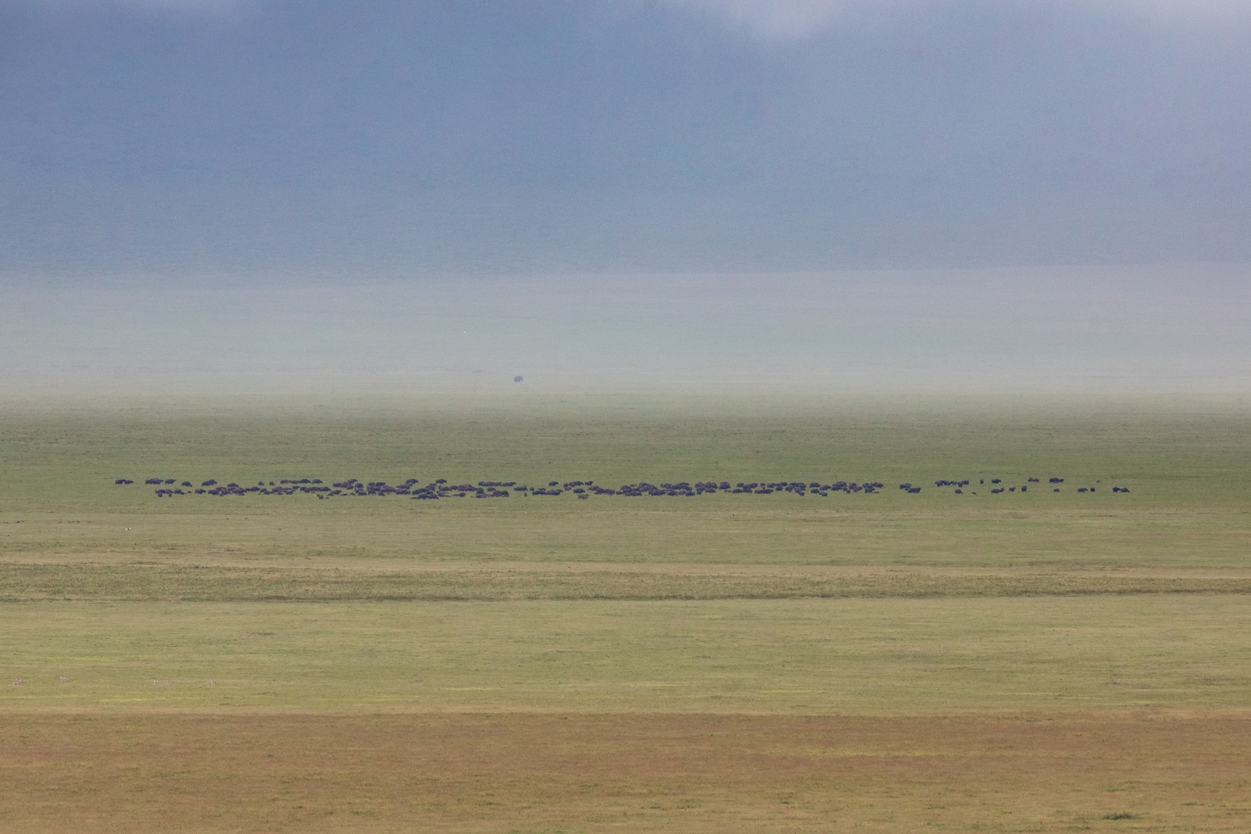 The vast plains of Ngorongoro Crater are home to so much wildlife. Here a grazing herd of African Buffalo form a line in front of a distant elephant