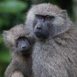 Portrait of a mother Olive Baboon with her baby