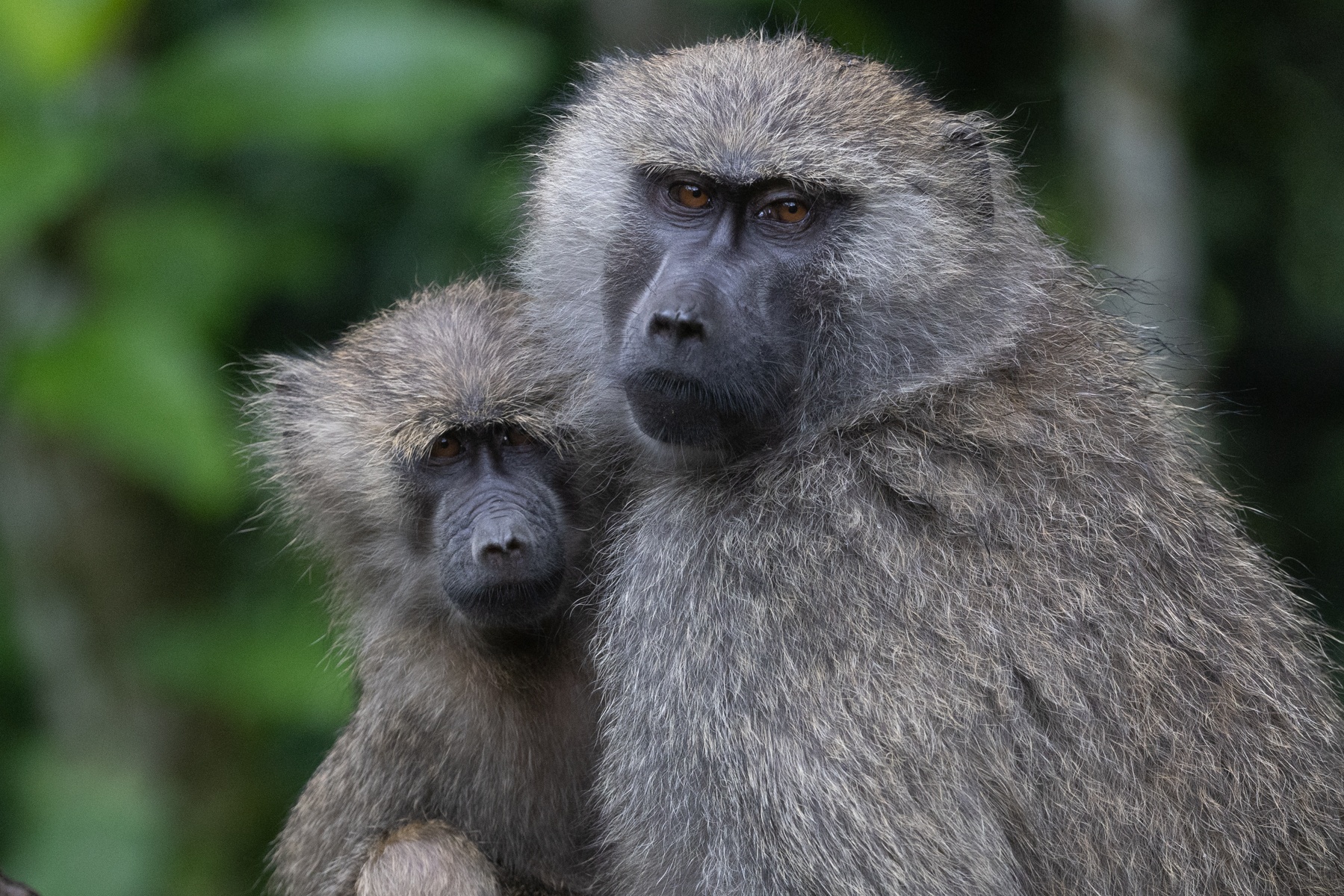 Portrait of a mother Olive Baboon with her baby