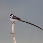 A male Pin-tailed Whydah in his breeding plumage glory
