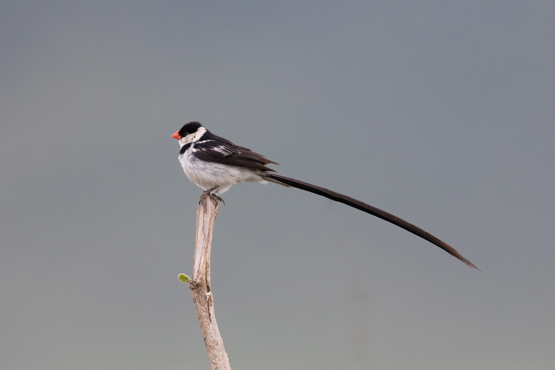 A male Pin-tailed Whydah in his breeding plumage glory