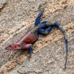 'Tis the season for Rock Agamas to be breeding. Brightly coloured males can be found chasing around duller coloured females during our tour