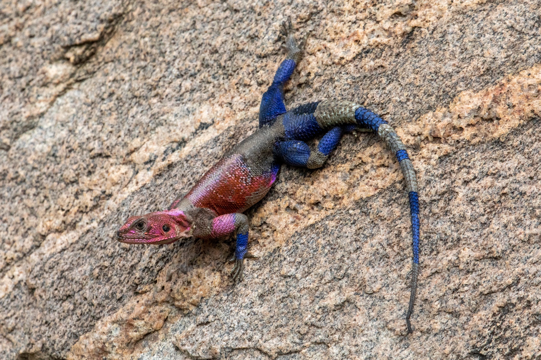 'Tis the season for Rock Agamas to be breeding. Brightly coloured males can be found chasing around duller coloured females during our tour