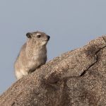 Cute Rock Hyraxes are always wonderful to see on the kopjes of the Serengeti