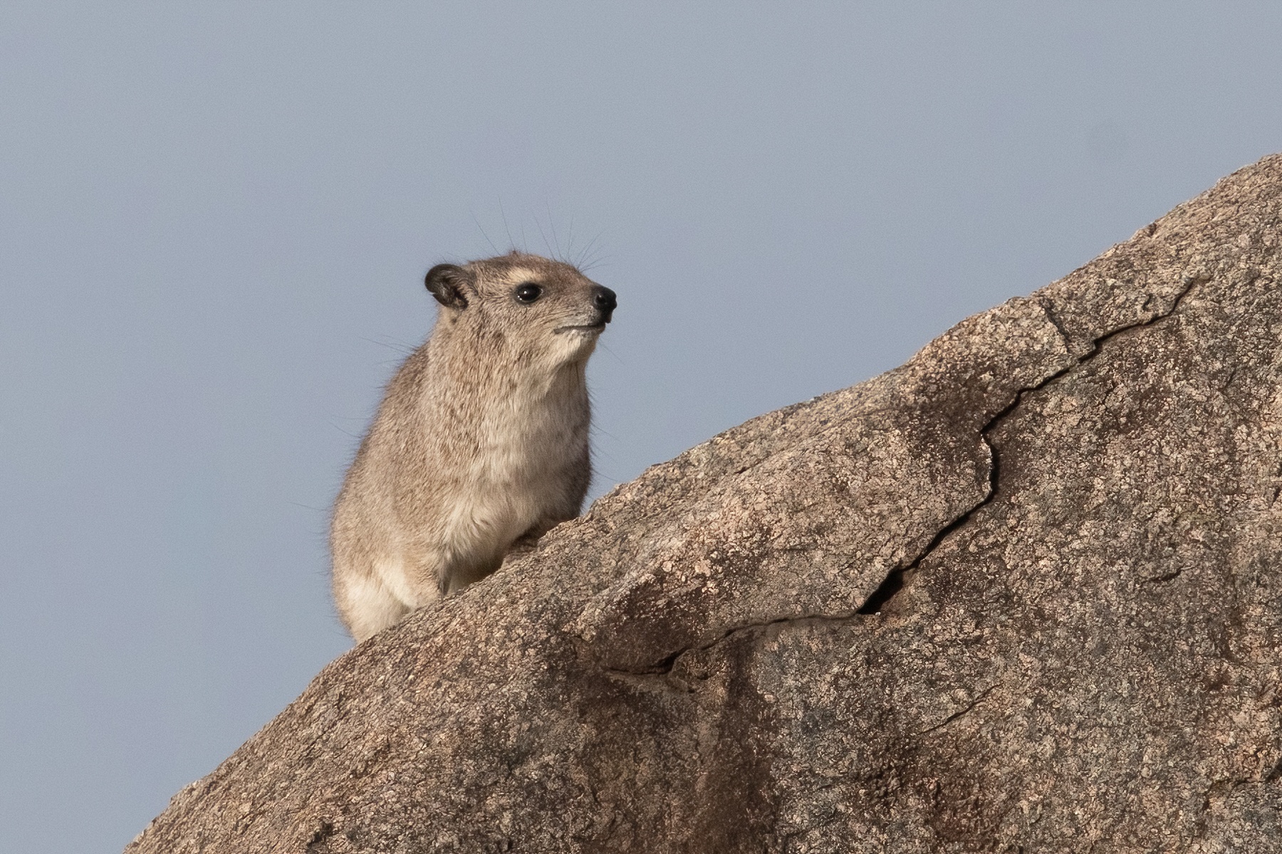 Cute Rock Hyraxes are always wonderful to see on the kopjes of the Serengeti