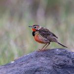 Pretty Rosy-throated Longclaws in Ngorongoro