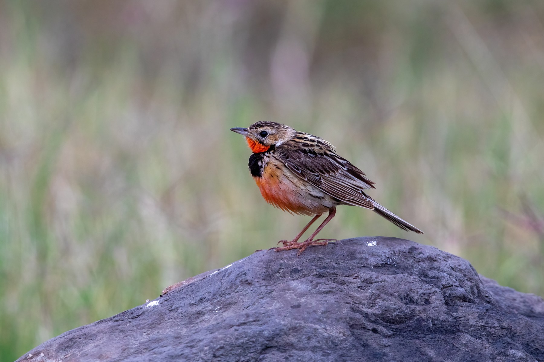 Pretty Rosy-throated Longclaws in Ngorongoro