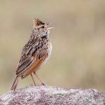 One of the funnier and regular features of our tour is the regular displays by Rufous-naped Larks