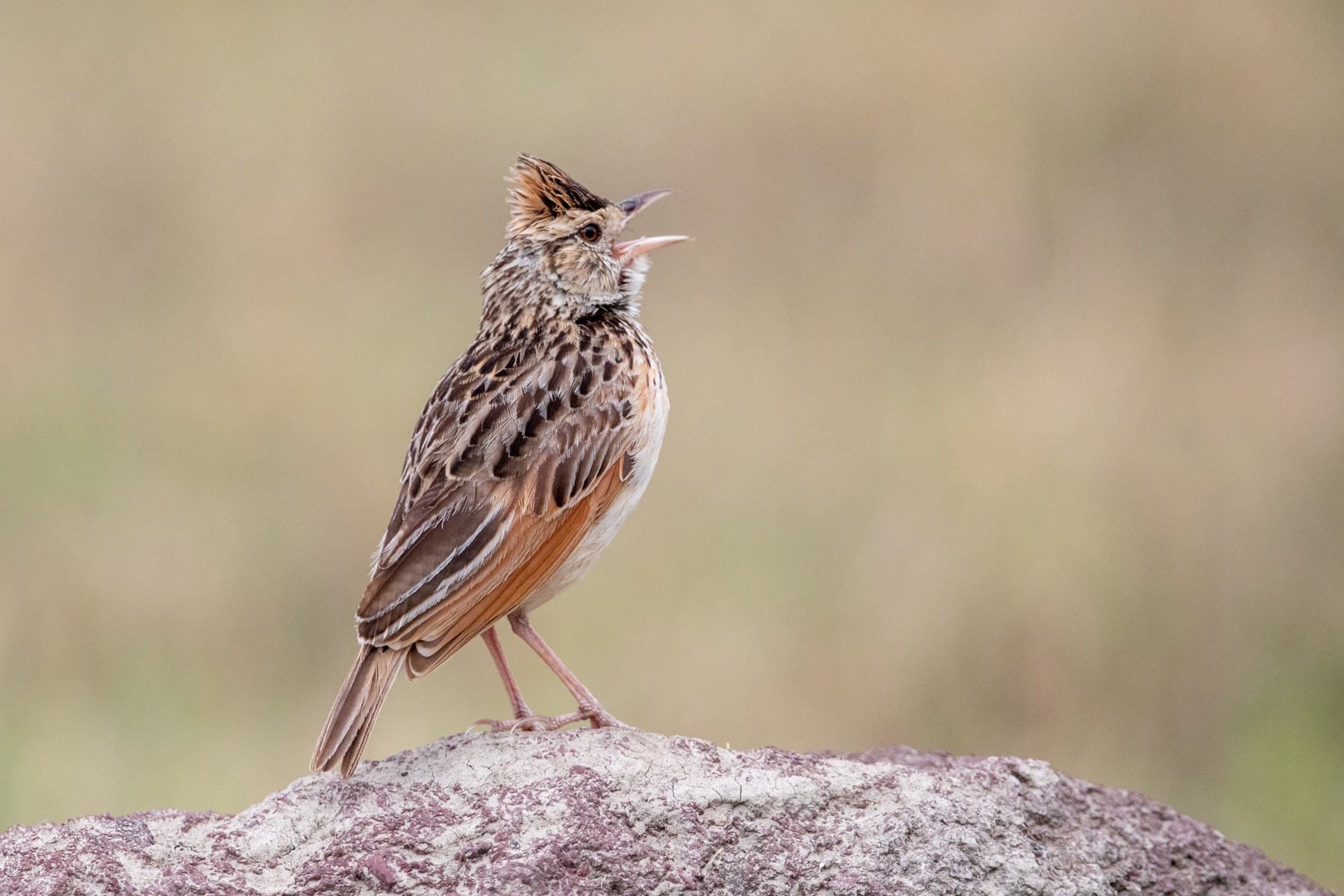 One of the funnier and regular features of our tour is the regular displays by Rufous-naped Larks