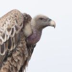 Portrait of a Ruppell's Vulture