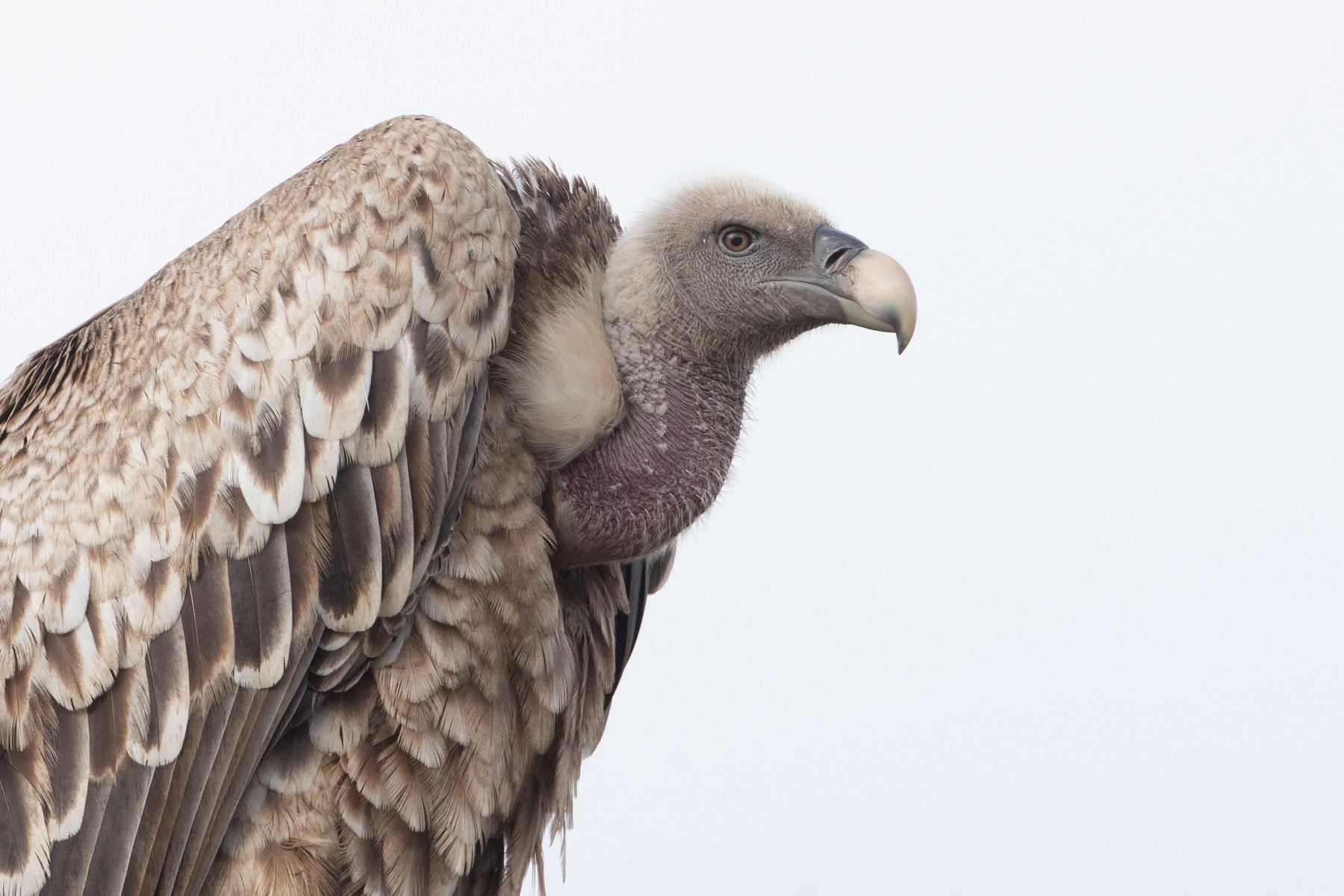 Portrait of a Ruppell's Vulture